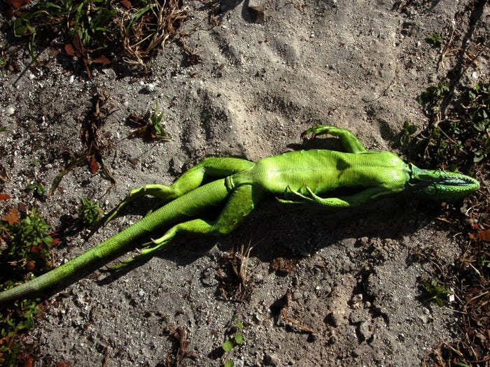 Detail Fallout Iguana Nomer 32