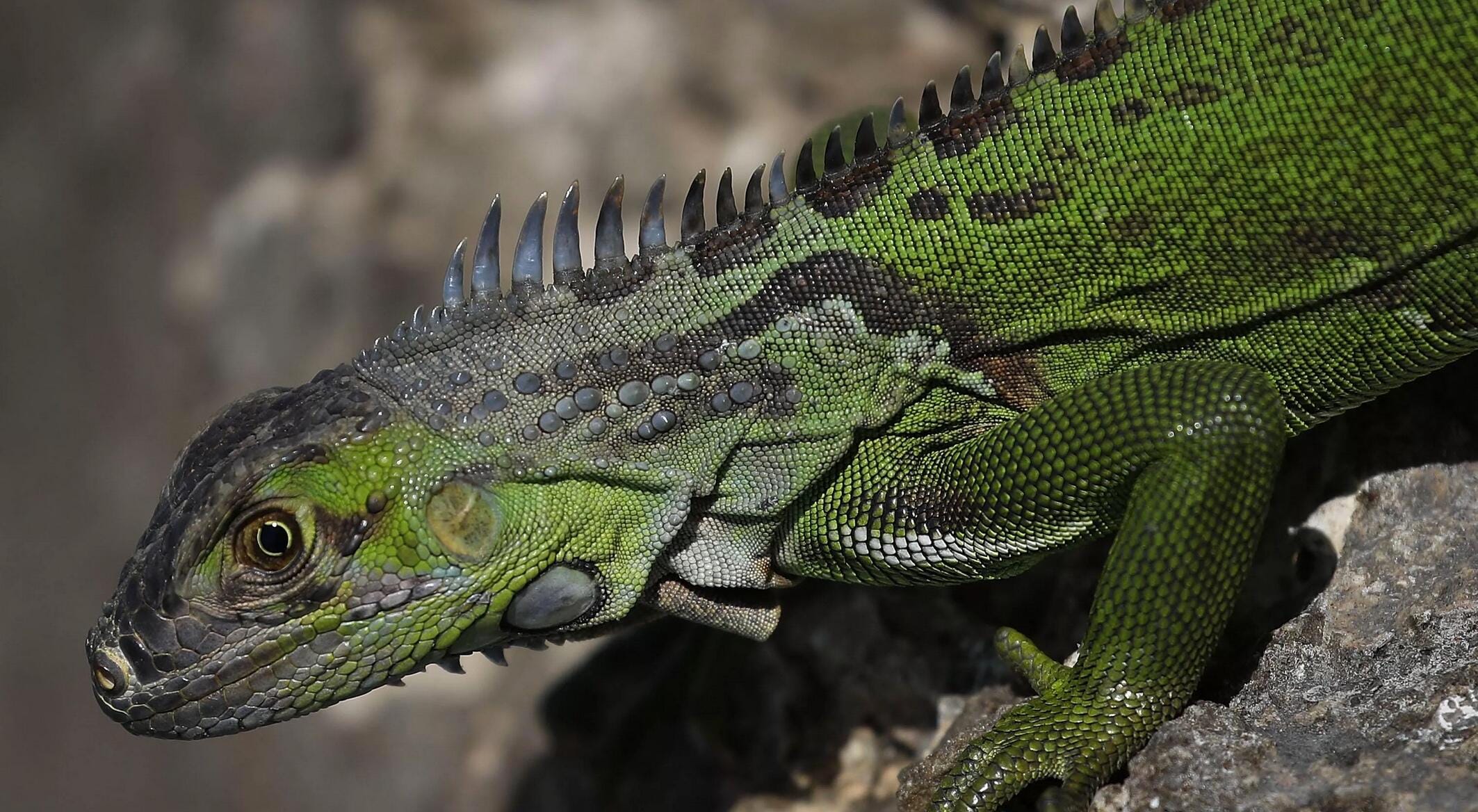 Detail Fallout Iguana Nomer 34