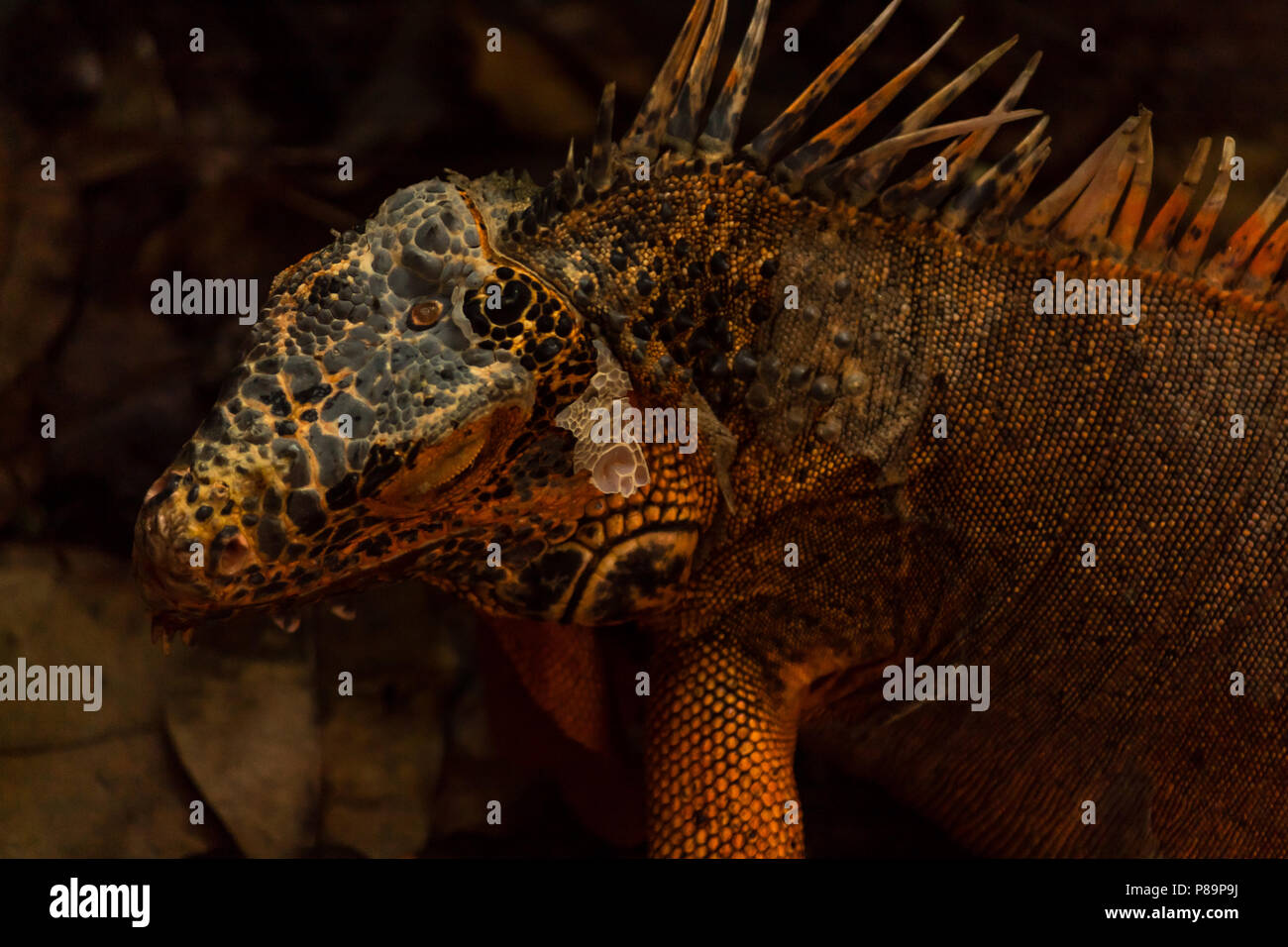 Detail Fallout Iguana Nomer 35