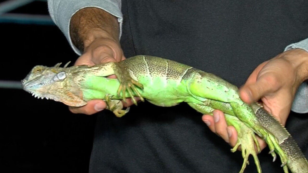 Detail Fallout Iguana Nomer 49