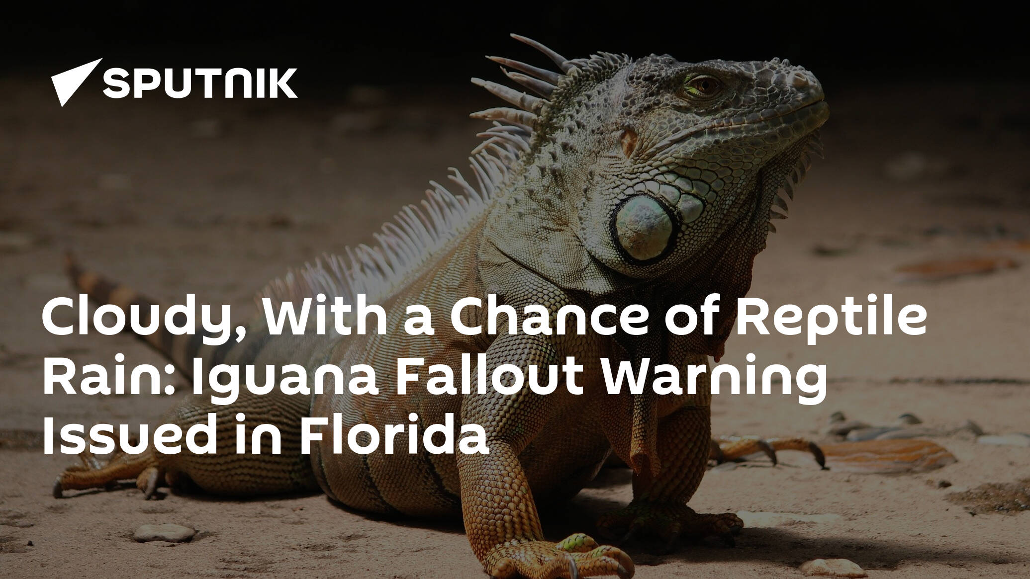 Detail Fallout Iguana Nomer 50