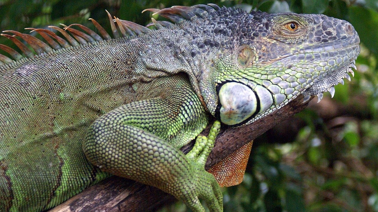 Detail Fallout Iguana Nomer 57