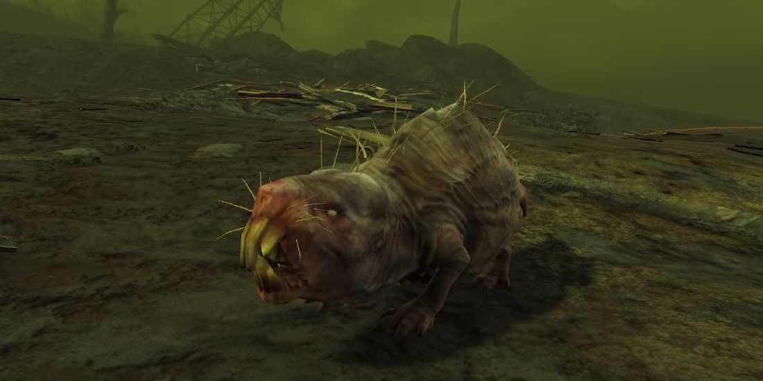 Detail Fallout Pig Rat Nomer 36