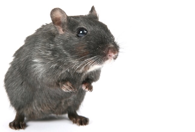 Detail Fallout Pig Rat Nomer 40
