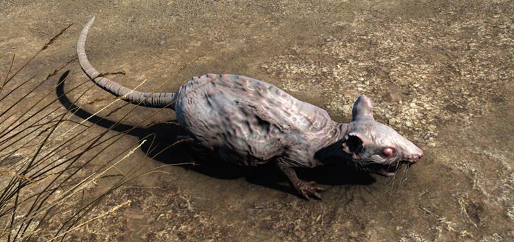 Detail Fallout Pig Rat Nomer 44