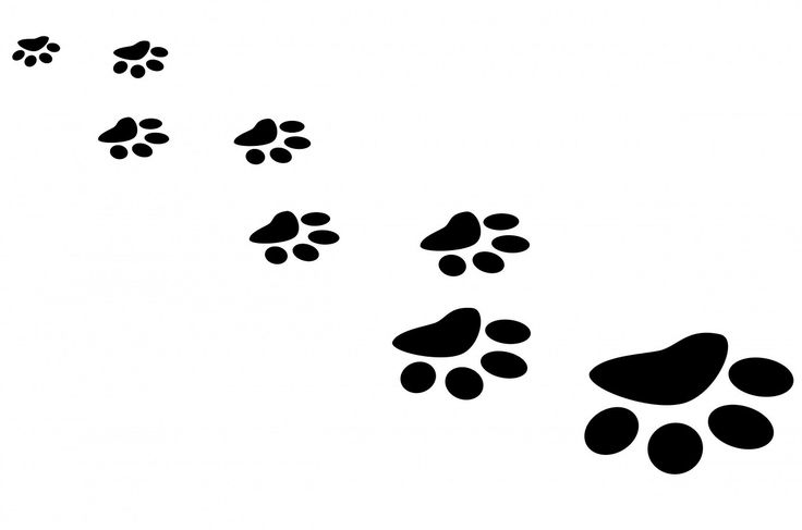 Detail Katze Gibt Pfote Nomer 23