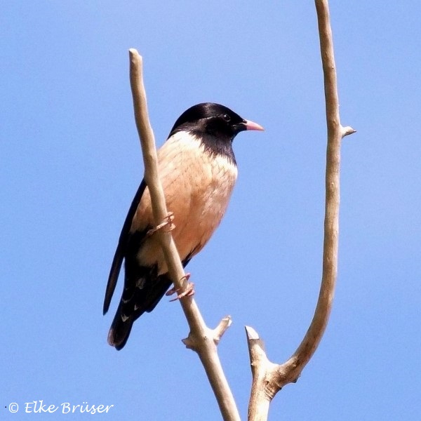 Detail Kleiner Vogel Mit Roter Brust Nomer 4