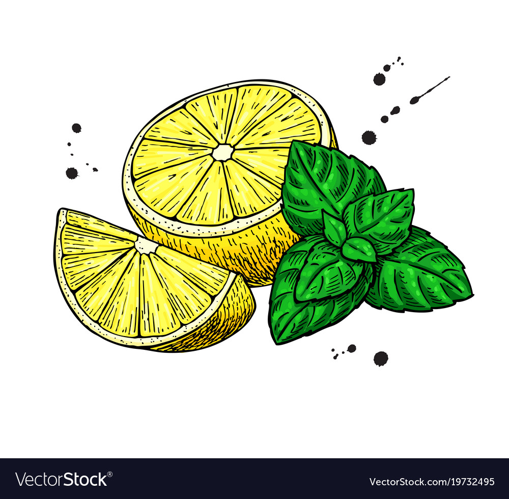 Detail Lemon Drawing Nomer 8