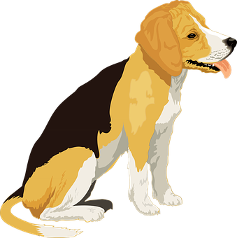 Detail Beagle Tricolor Welpen Kaufen Nomer 20