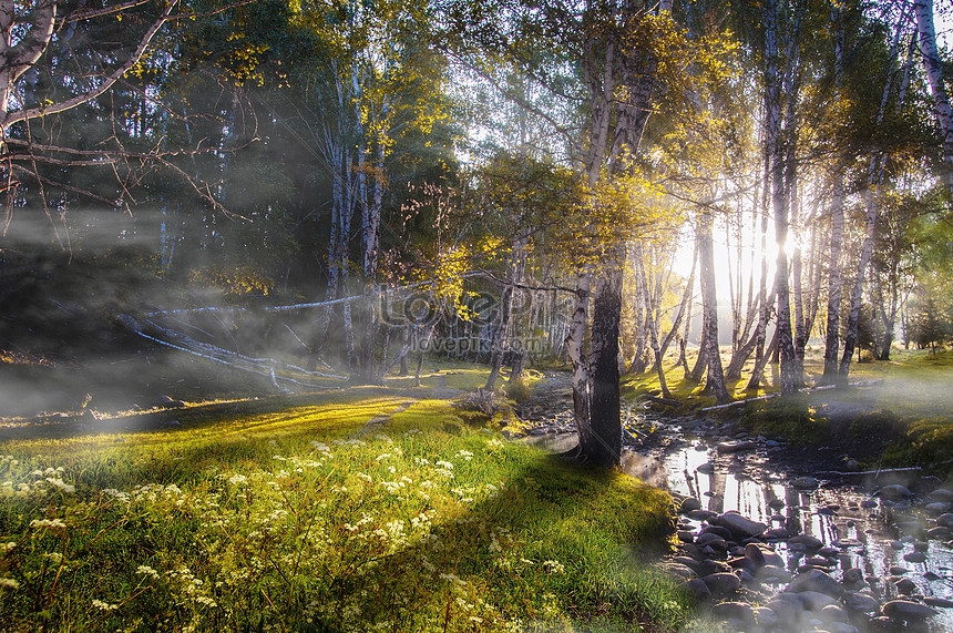 Detail Fantasy Forest Background Nomer 37