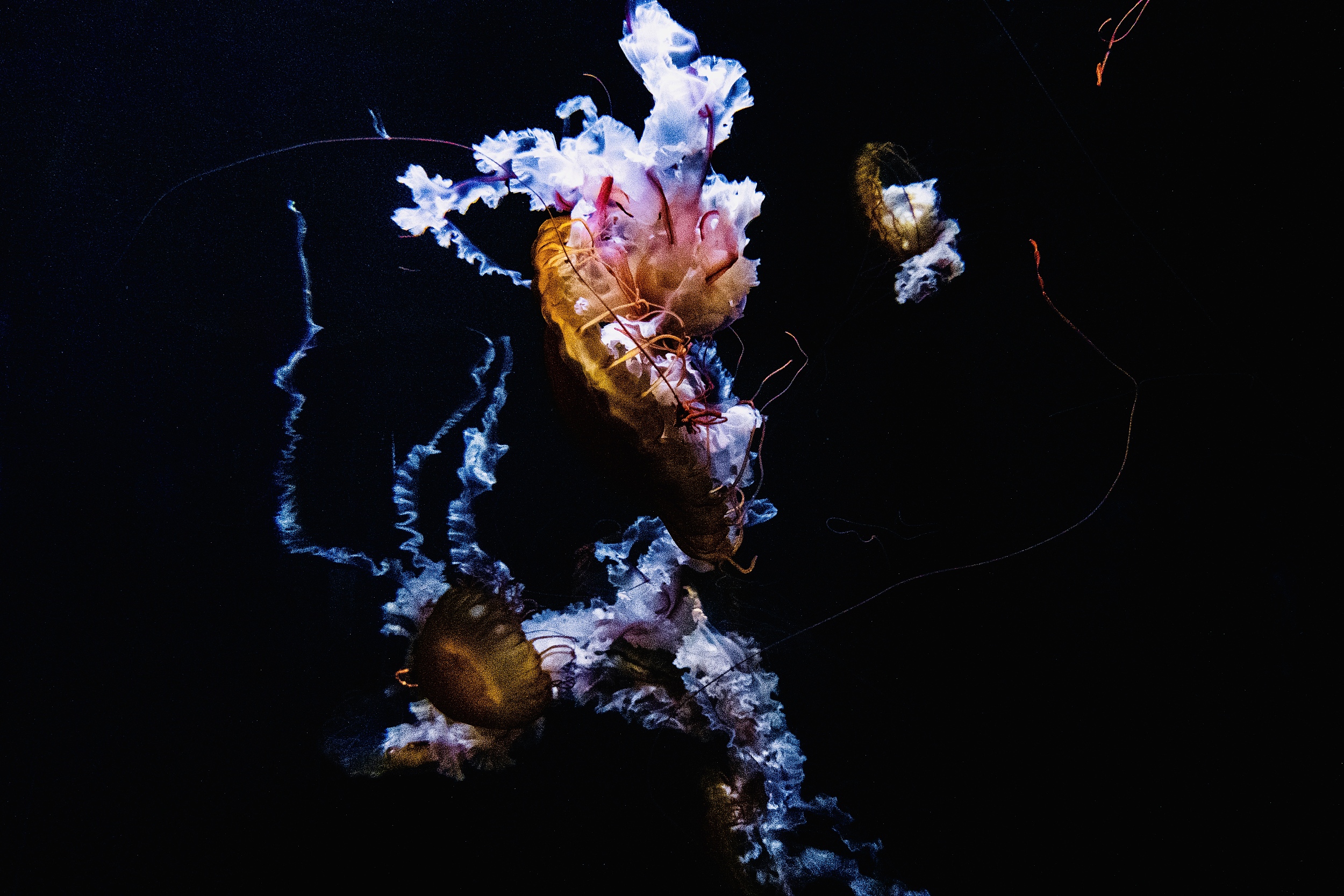 Detail Fantasy Jellyfish Aquarium Nomer 24