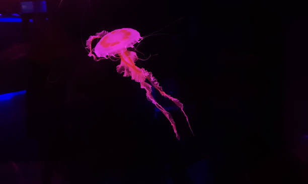 Detail Fantasy Jellyfish Aquarium Nomer 53
