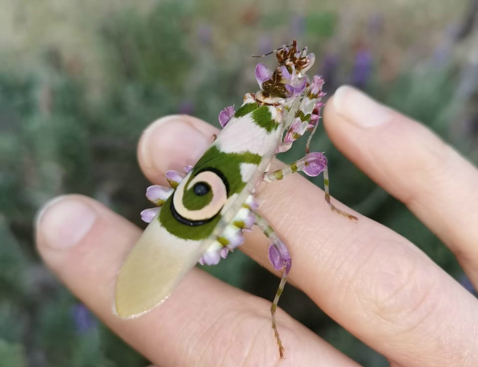 Detail Fantasy Life Flower Mantis Nomer 17