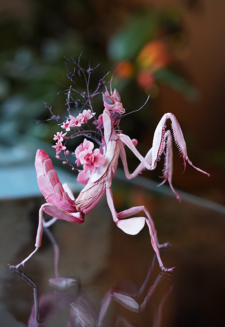 Detail Fantasy Life Flower Mantis Nomer 6