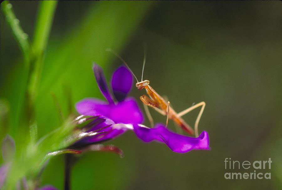 Detail Fantasy Life Flower Mantis Nomer 44