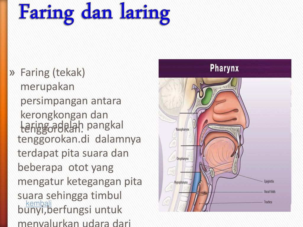 Detail Faring Dan Laring Gambar Nomer 29