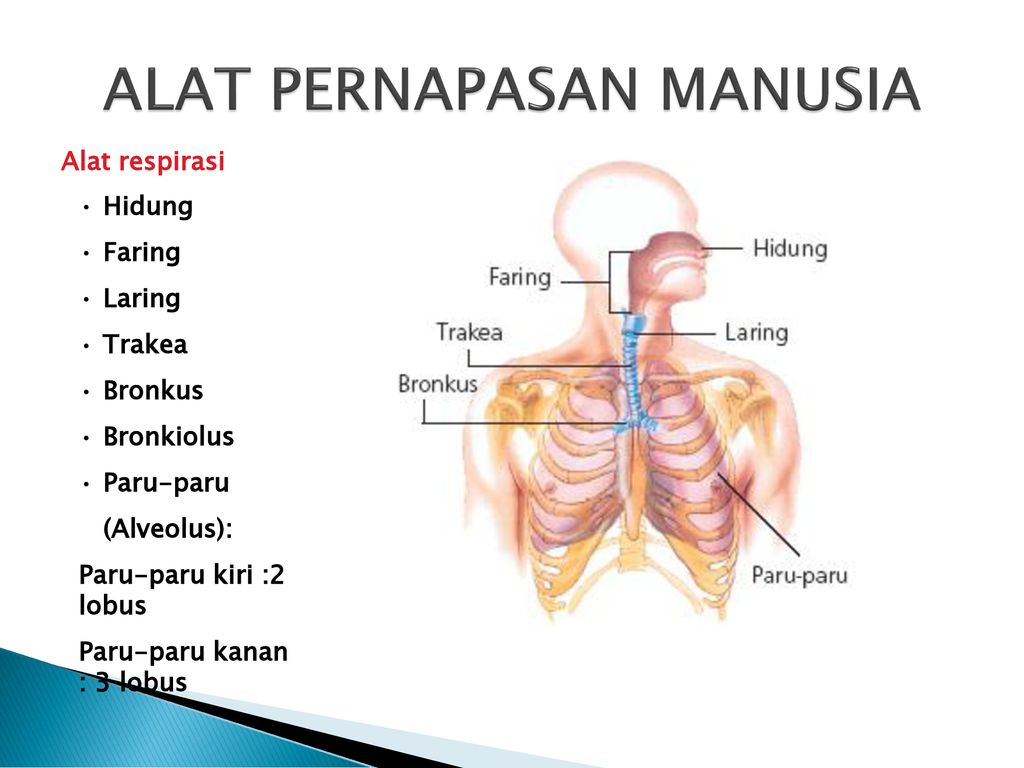 Detail Faring Dan Laring Gambar Nomer 50