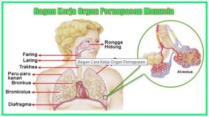 Detail Faring Dan Laring Gambar Nomer 54