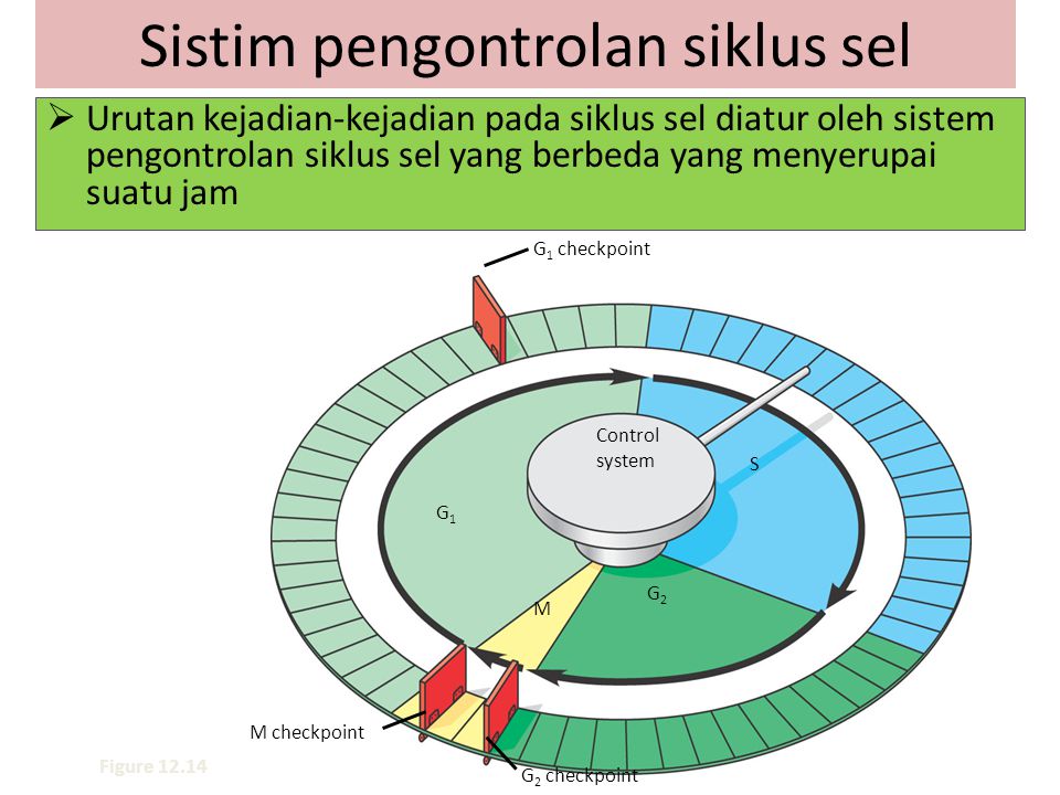 Detail Fase G1 S G2 Nomer 28