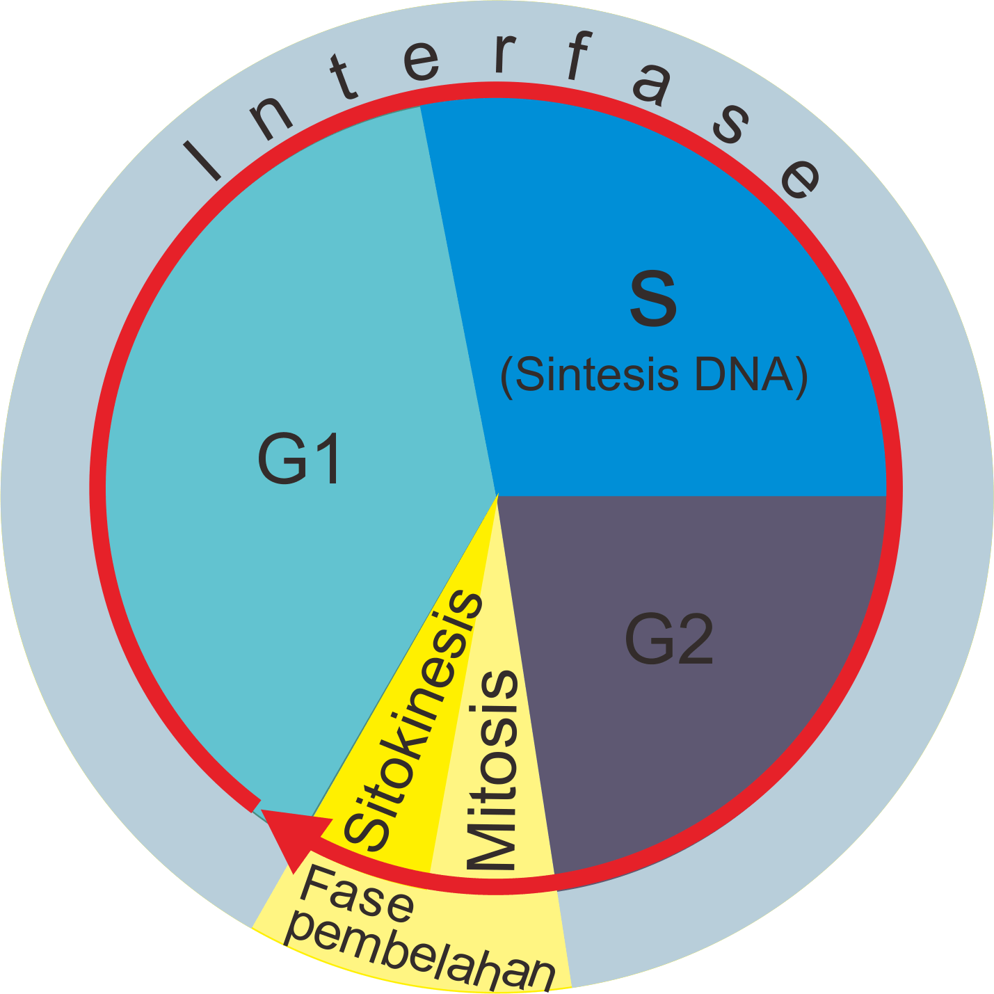 Detail Fase G2 Interfase Nomer 13