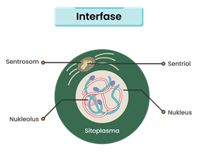 Detail Fase G2 Interfase Nomer 15