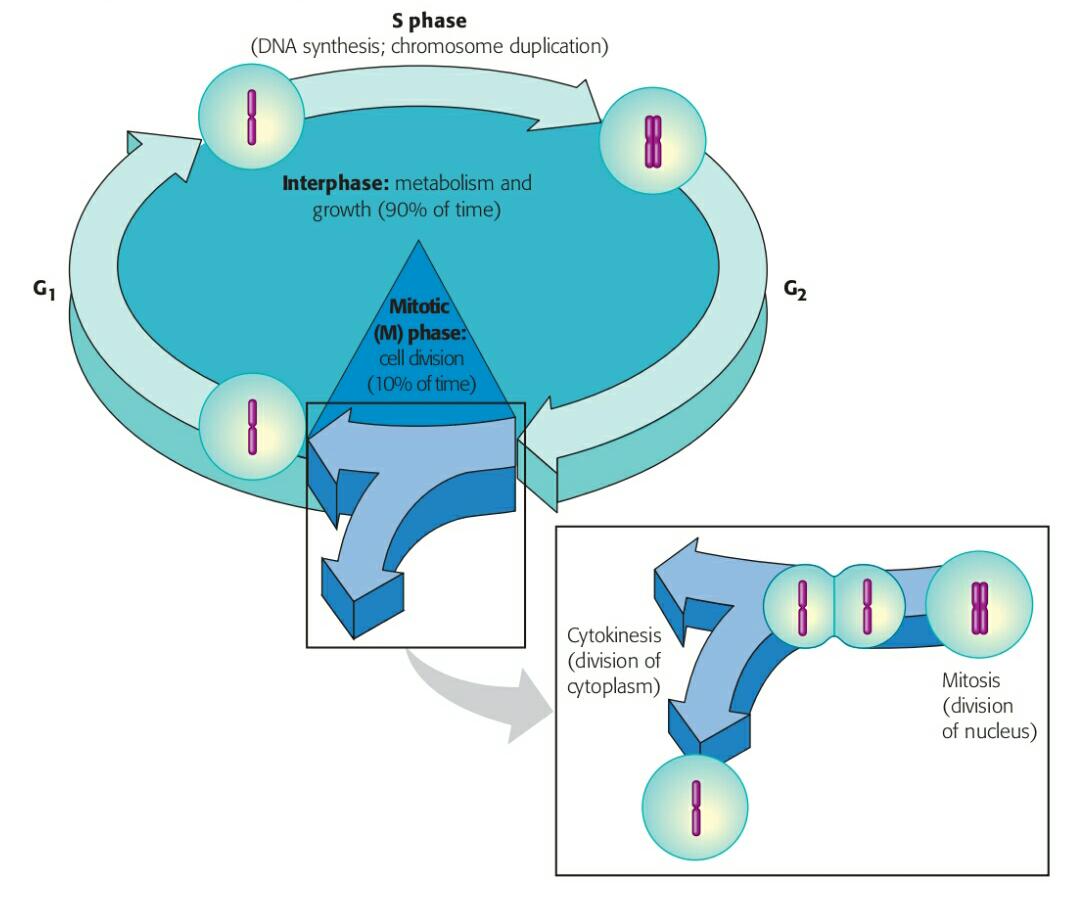 Detail Fase G2 Interfase Nomer 17