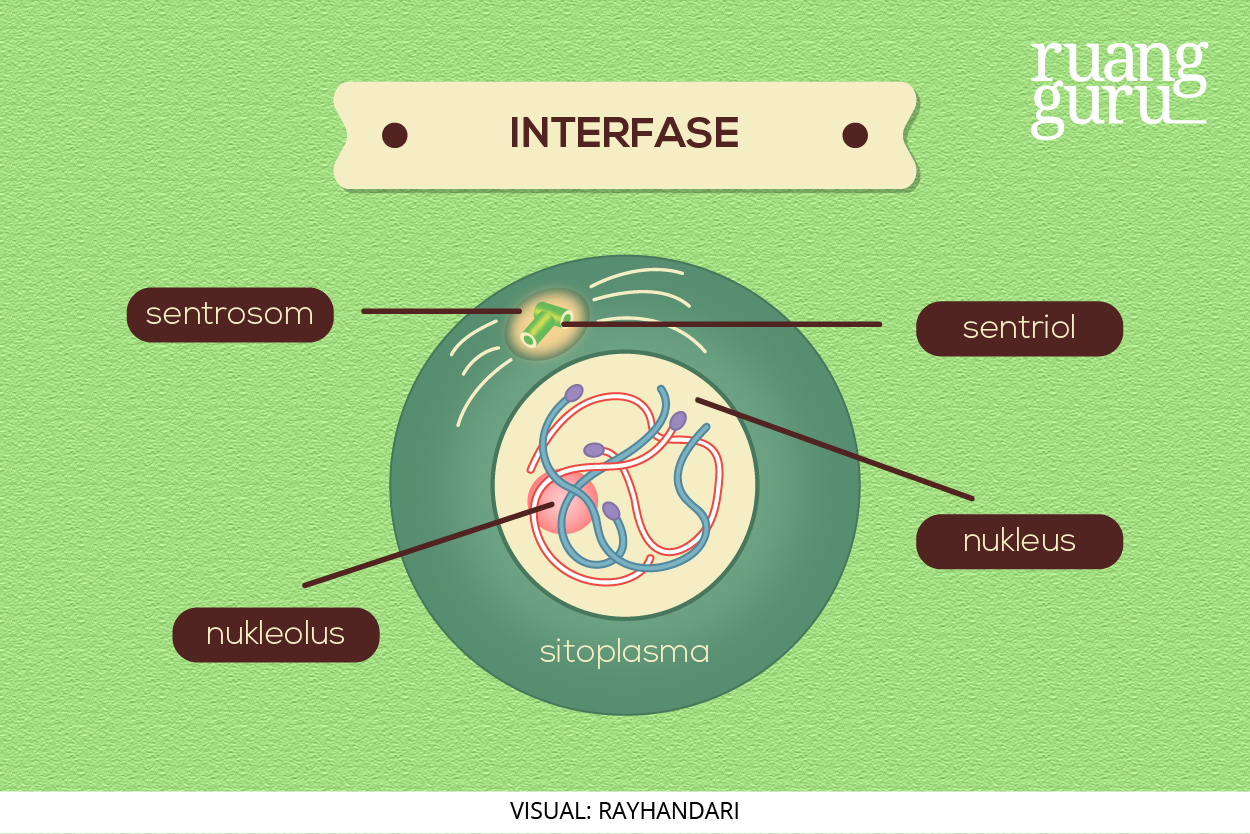 Detail Fase G2 Interfase Nomer 2