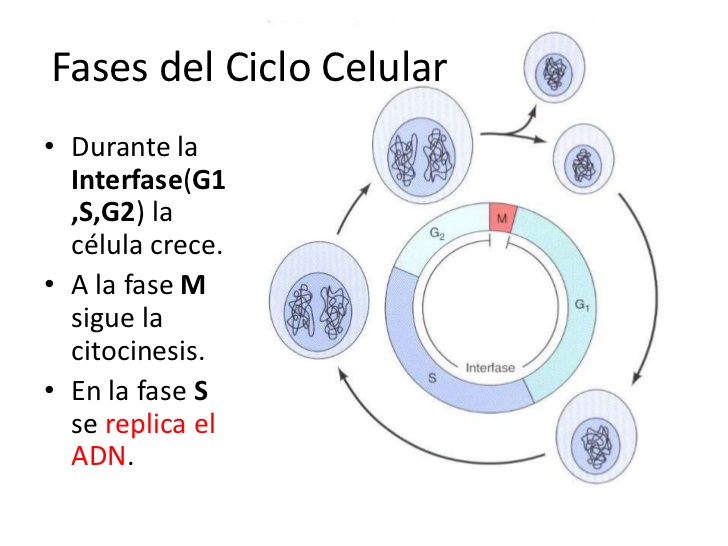 Detail Fase G2 Interfase Nomer 30