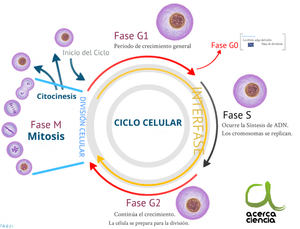 Detail Fase G2 Interfase Nomer 32