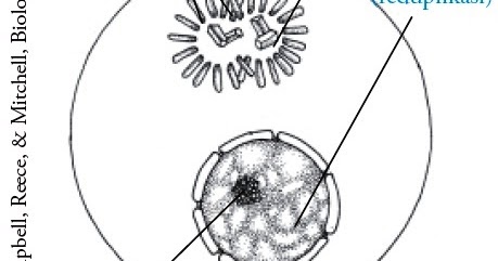 Detail Fase G2 Interfase Nomer 39