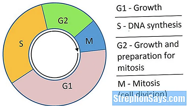 Detail Fase G2 Interfase Nomer 40