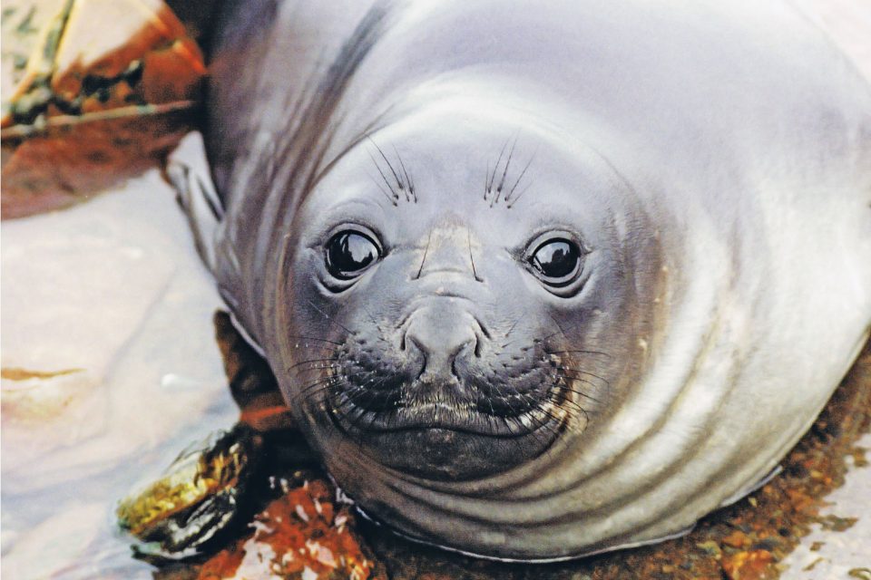 Detail Fat Harbor Seal Nomer 36