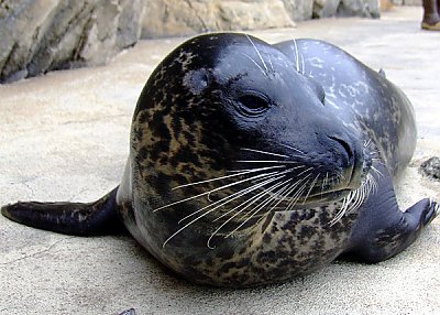 Detail Fat Harbor Seal Nomer 6