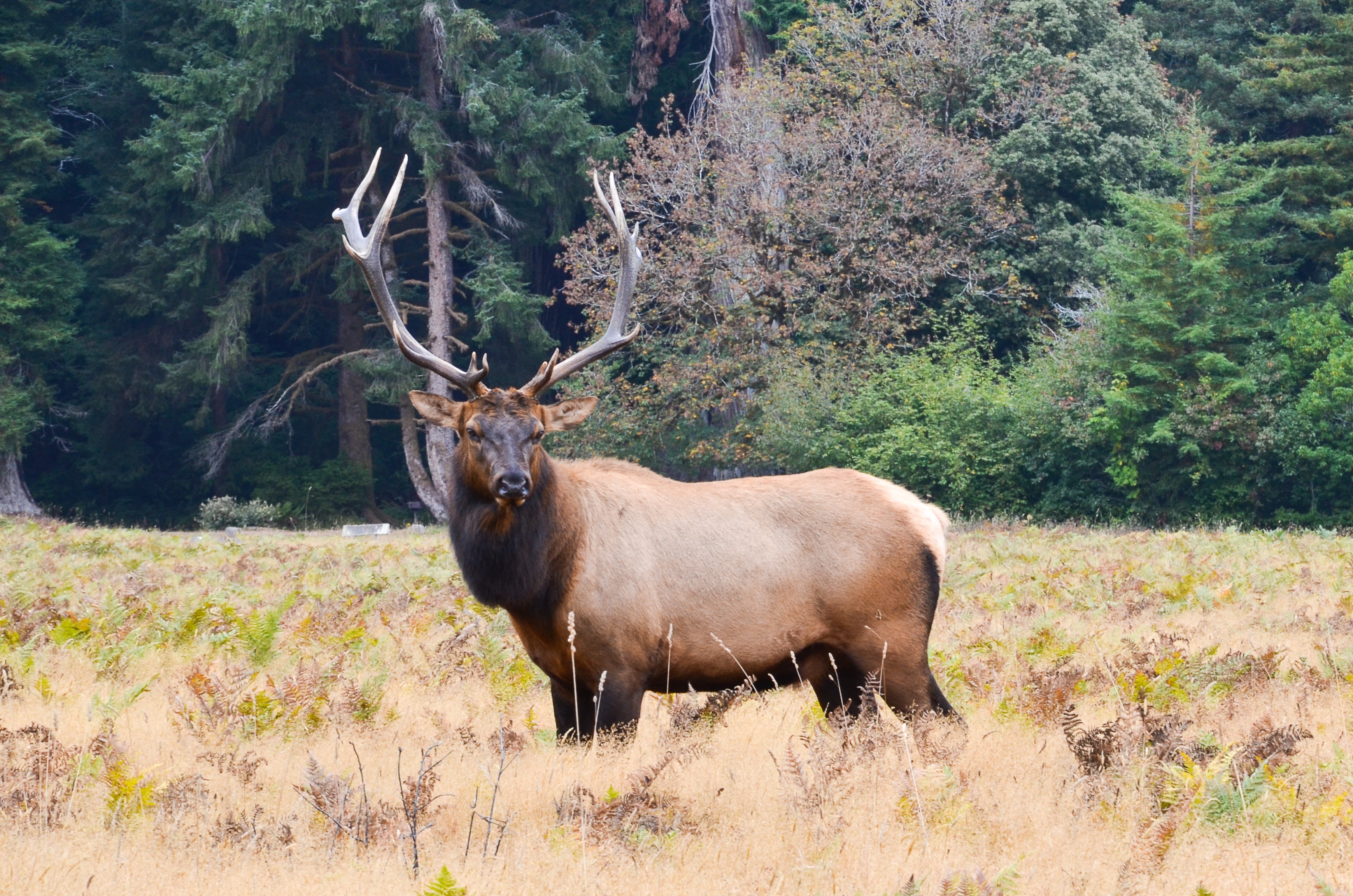 Detail Fauna Amerika Utara Nomer 19