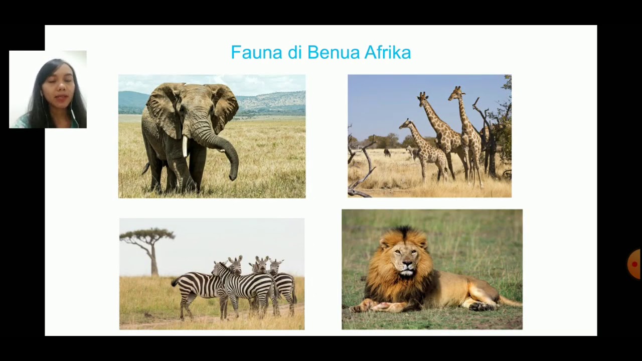 Detail Fauna Di Benua Afrika Nomer 19