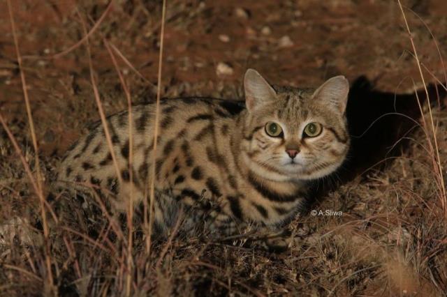 Detail Fauna Di Benua Afrika Nomer 43