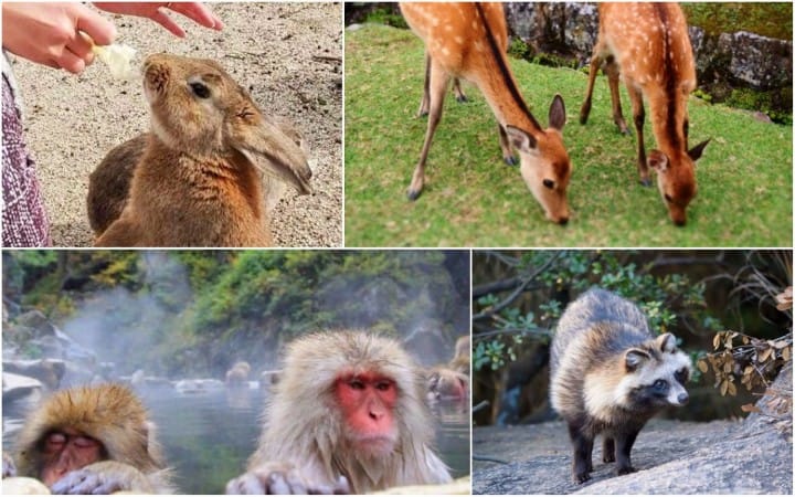 Fauna Di Jepang - KibrisPDR
