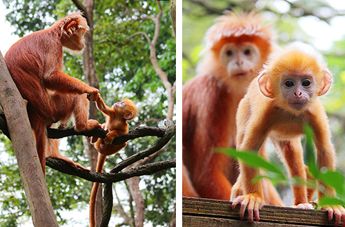 Detail Fauna Di Singapura Nomer 3