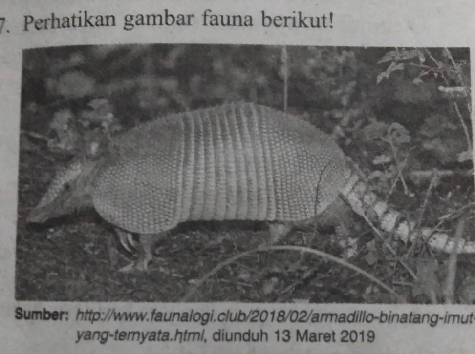 Detail Fauna Negara Amerika Serikat Nomer 6