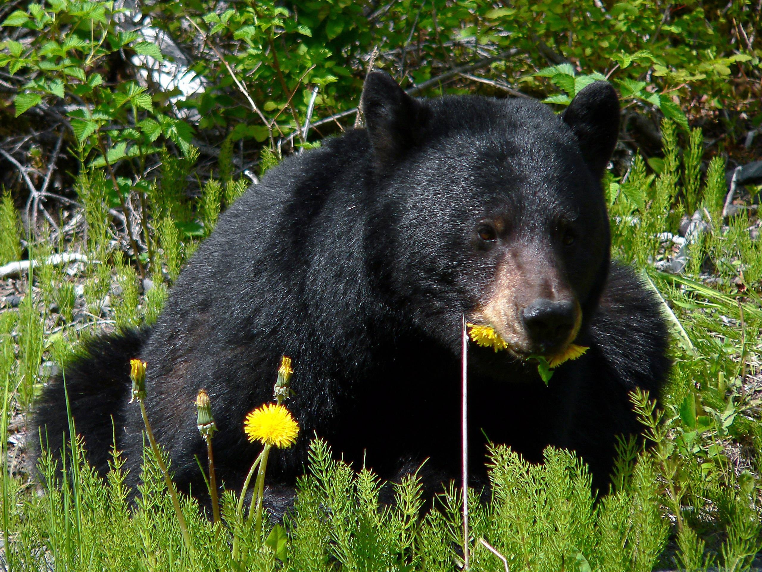 Detail Fauna Negara Amerika Serikat Nomer 51