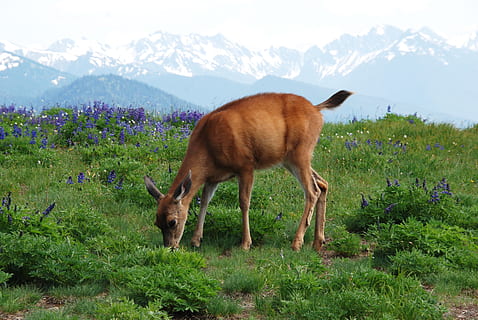 Detail Fauna Negara Amerika Serikat Nomer 53