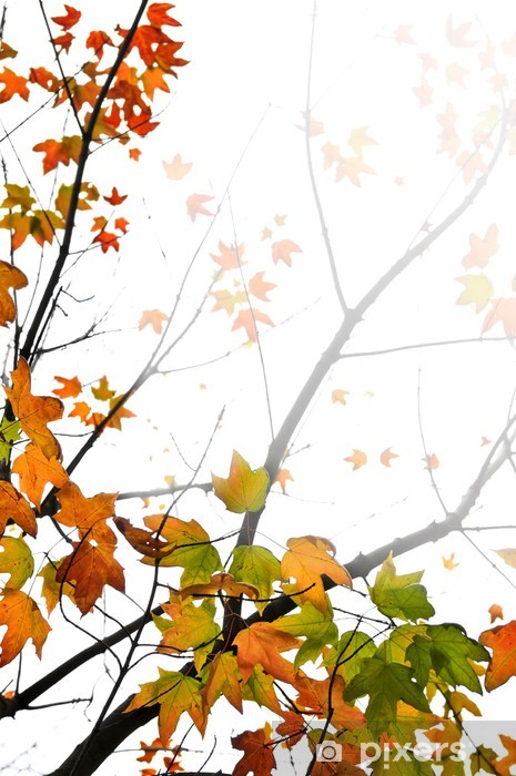 Herbstbilder Als Hintergrund - KibrisPDR