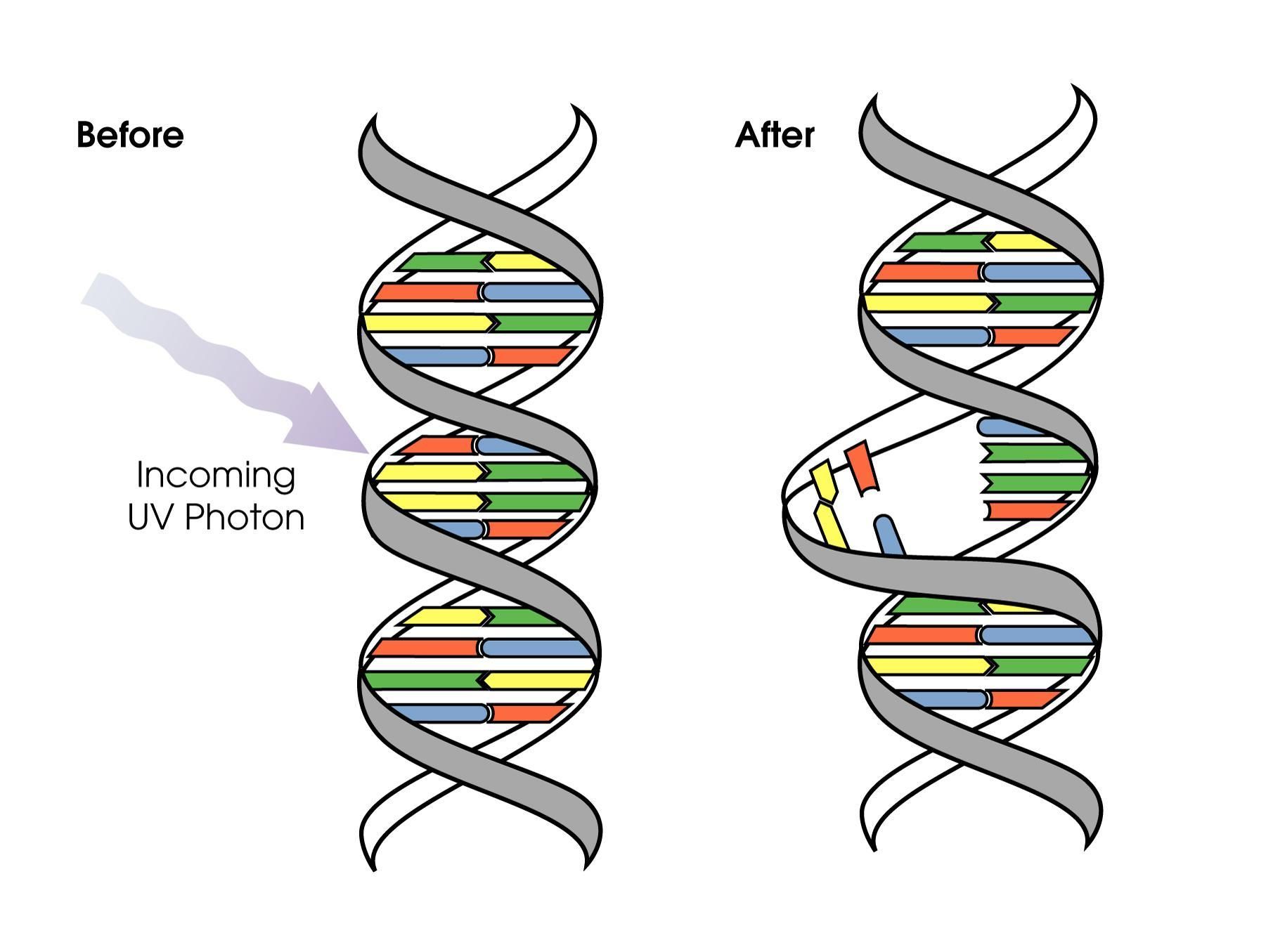 Detail Mutation Bio Nomer 10