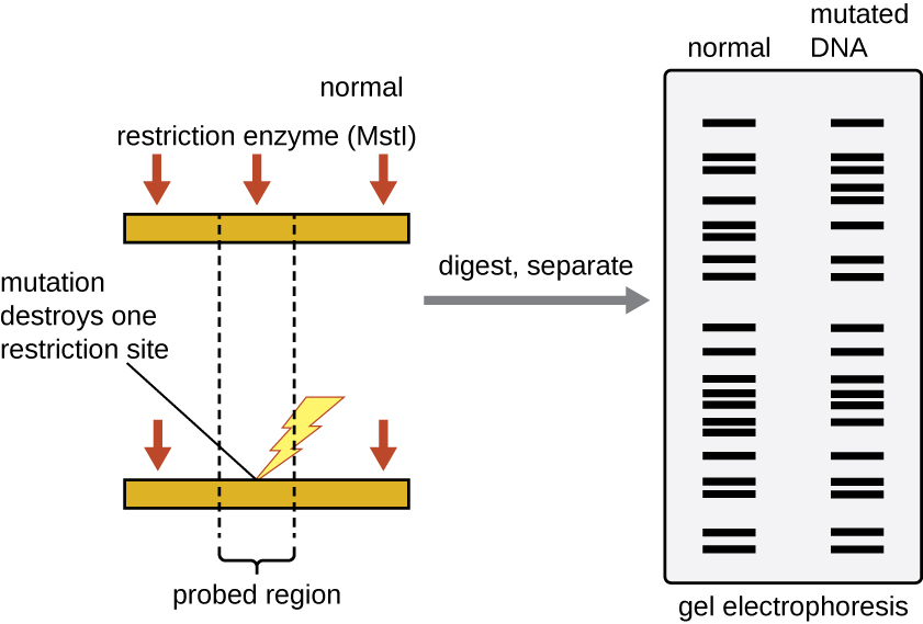 Detail Mutation Bio Nomer 17