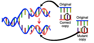 Detail Mutation Bio Nomer 2