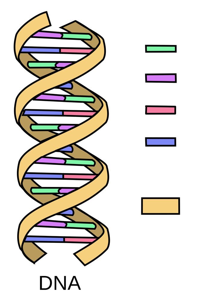 Detail Mutation Bio Nomer 4