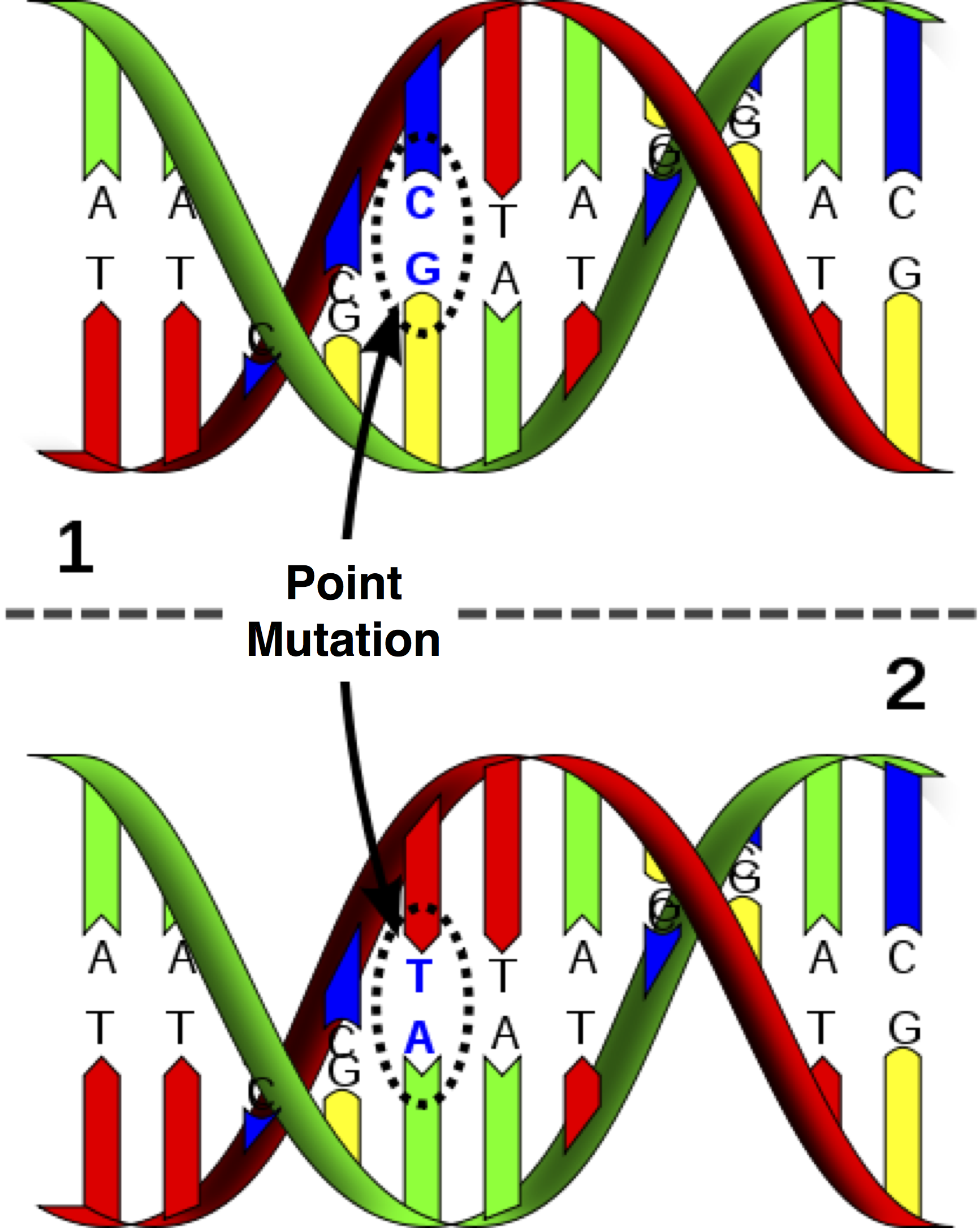 Detail Mutation Bio Nomer 8