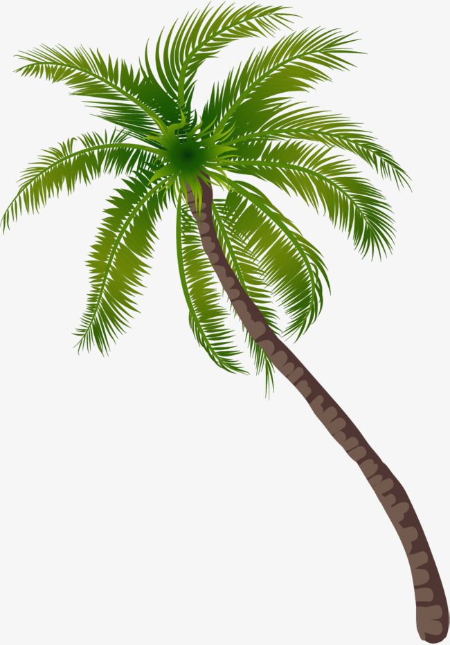 Detail Palmen Hintergrundbilder Nomer 8