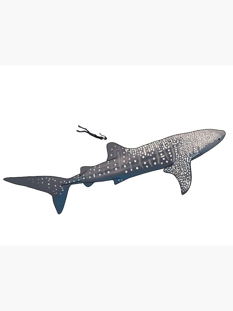 Detail Shark Angle Nomer 5