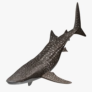 Detail Shark Angle Nomer 6